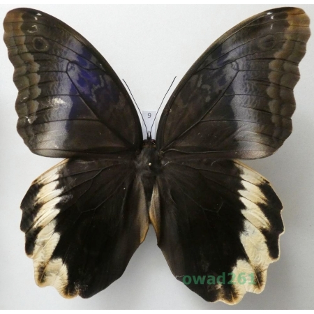 Caligo atreus Kollar, 1850 form ex. ovo Columbia 134mm9